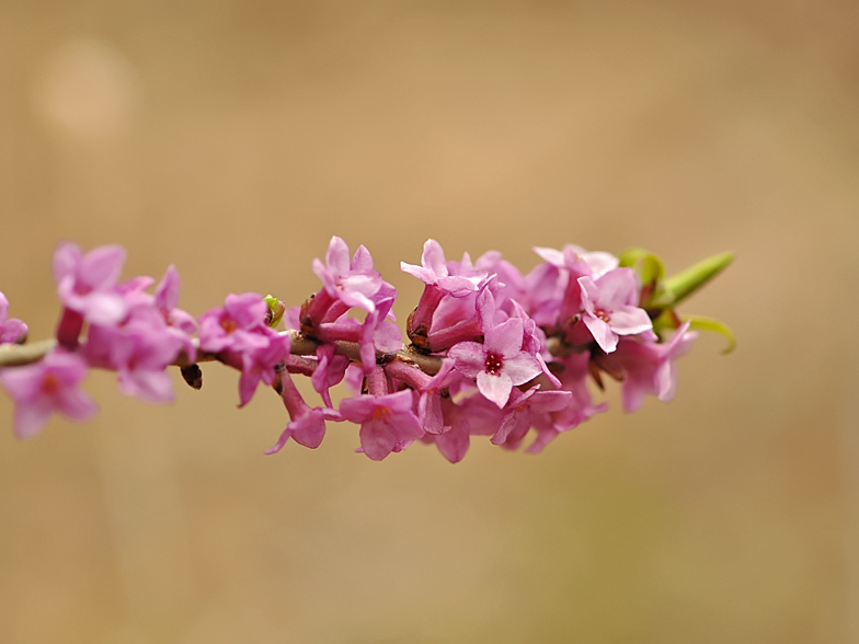 Daphne mezereum