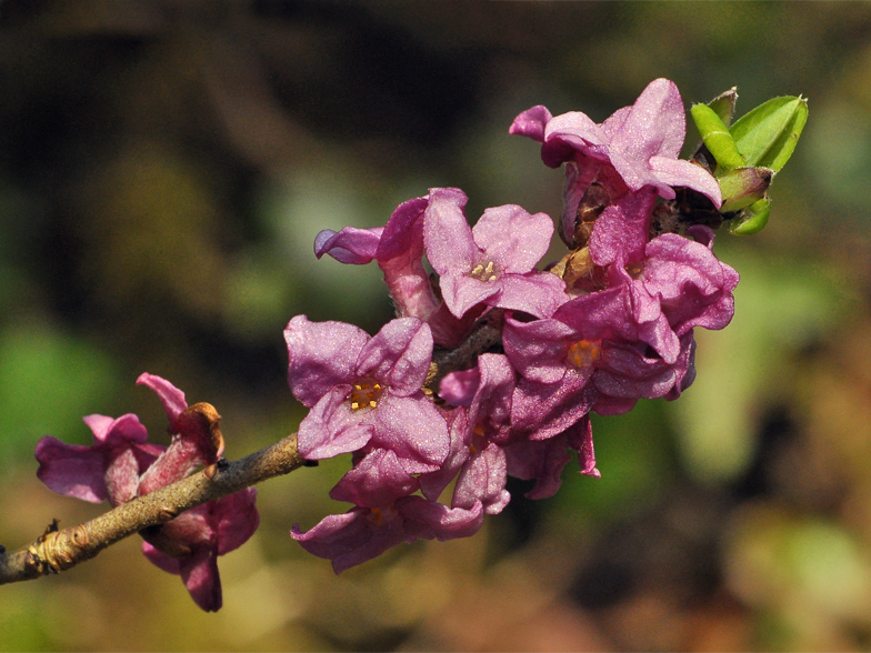 Daphne mezereum