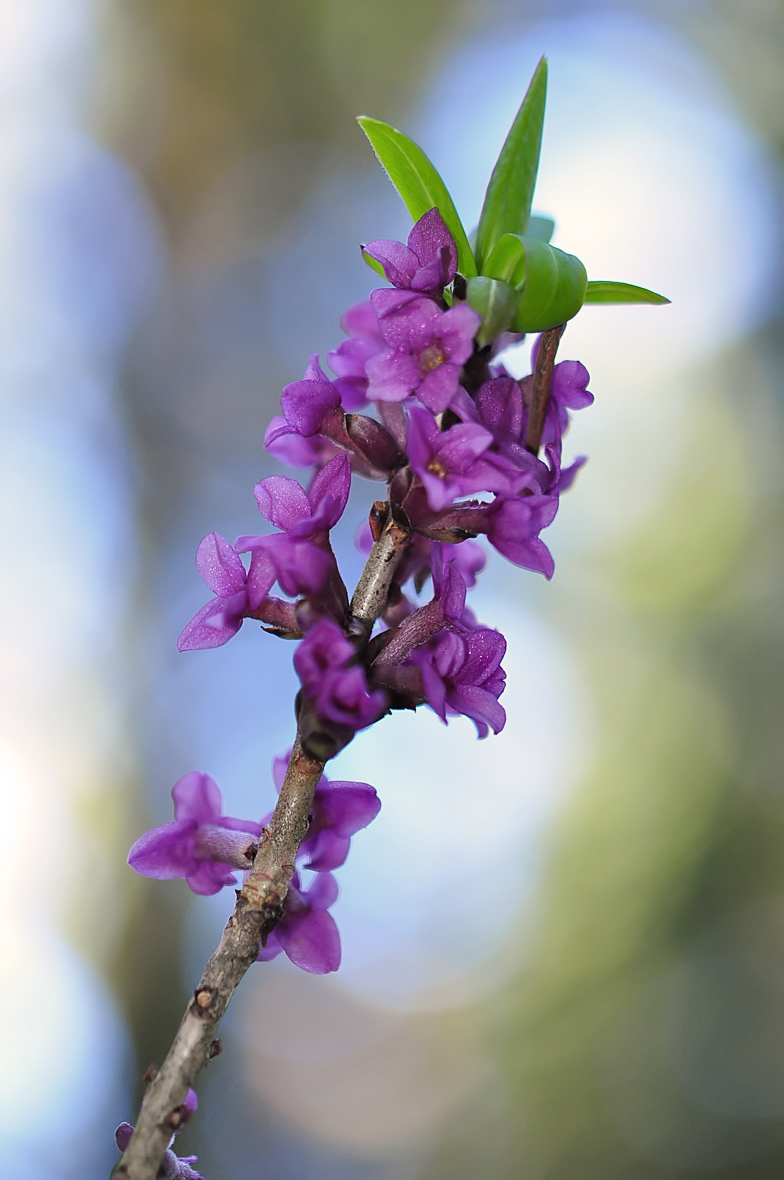 Daphne mezereum