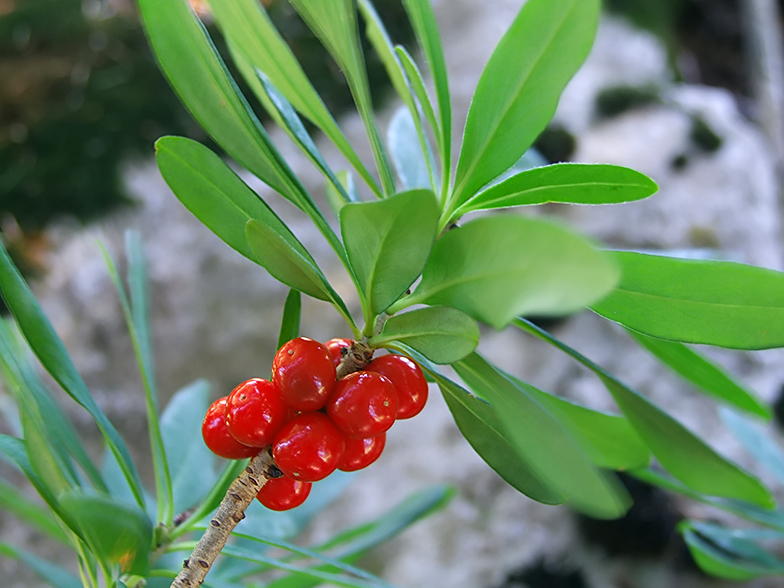 Daphne mezereum fruits