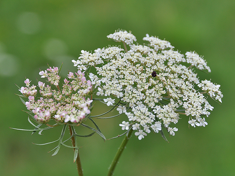 Daucus carota