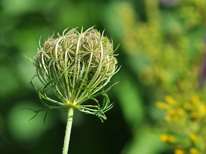 Daucus carota