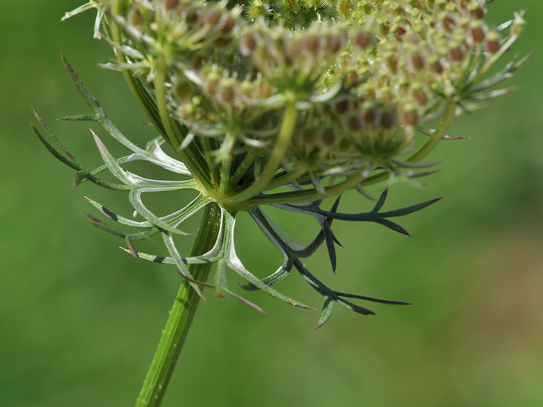 Daucus carota