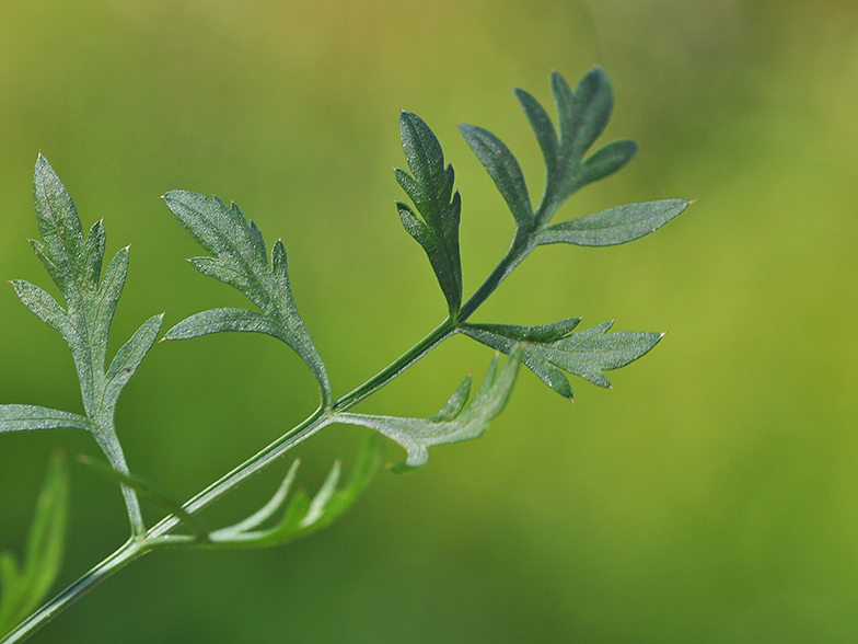 Daucus carota