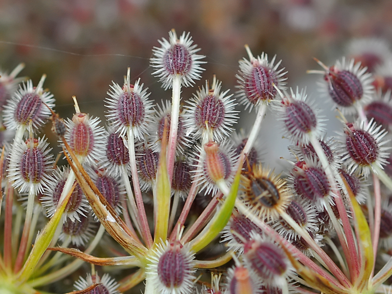 Daucus carota