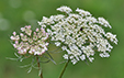 Daucus carota