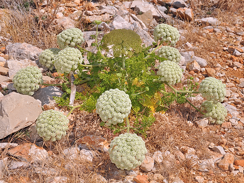 Daucus carota ssp. commutatus