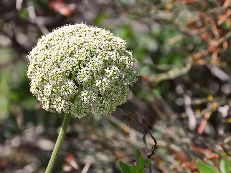 Daucus carota ssp. commutatus