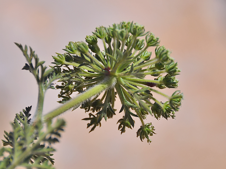 Daucus carota ssp. commutatus