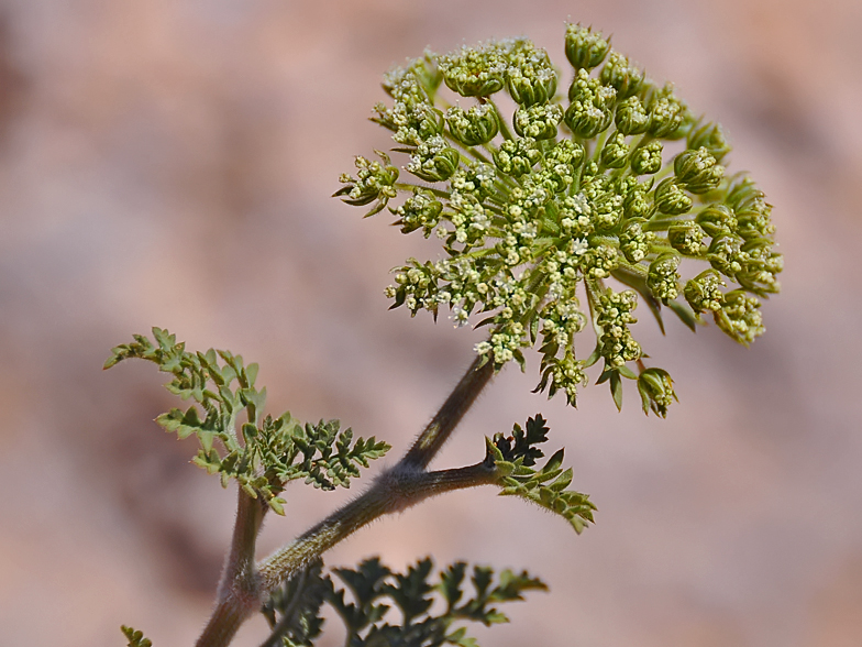 Daucus carota ssp. commutatus