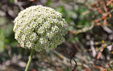 Daucus carota ssp. commutatus