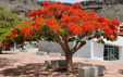 Delonix regia