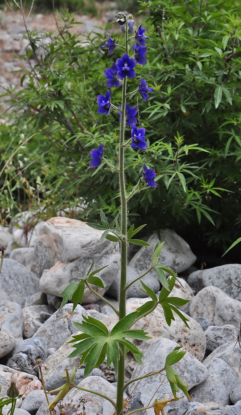 Delphinium staphysagria