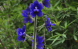 Delphinium staphysagria