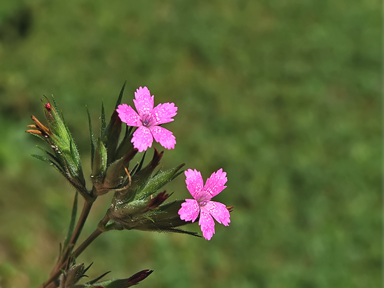 Dianthus armeria