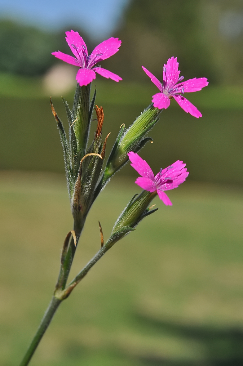 Dianthus armeria