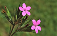 Dianthus armeria