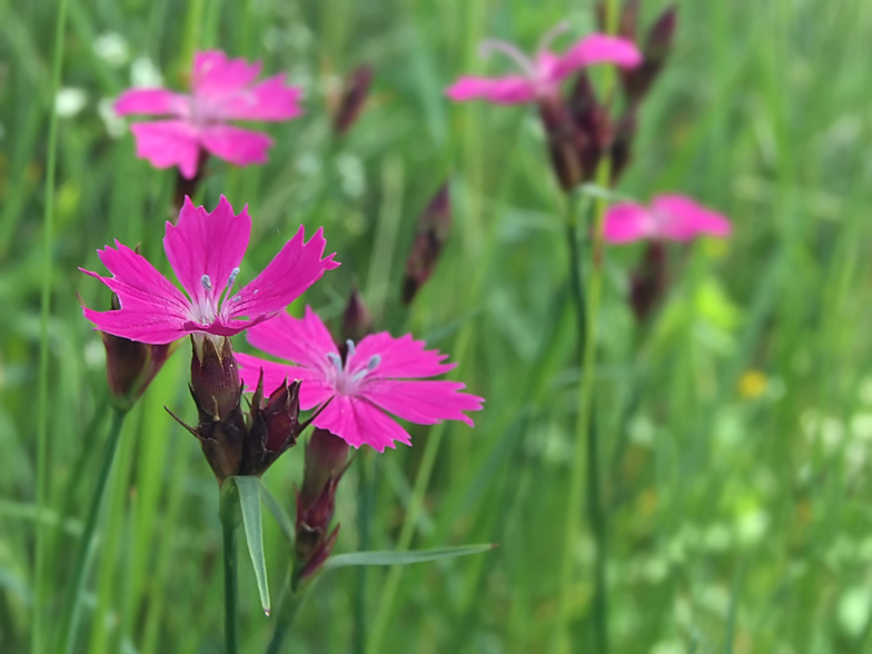 Dianthus carthusianorum