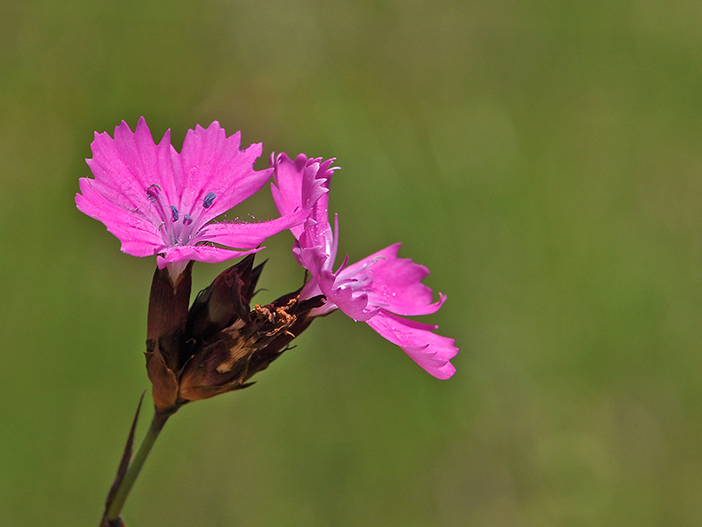 Dianthus carthusianorum