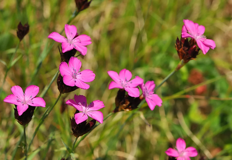 Dianthus carthusianorum