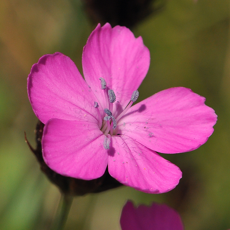 Dianthus carthusianorum