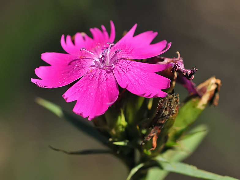 Dianthus carthusianorum