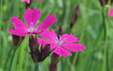 Dianthus carthusianorum