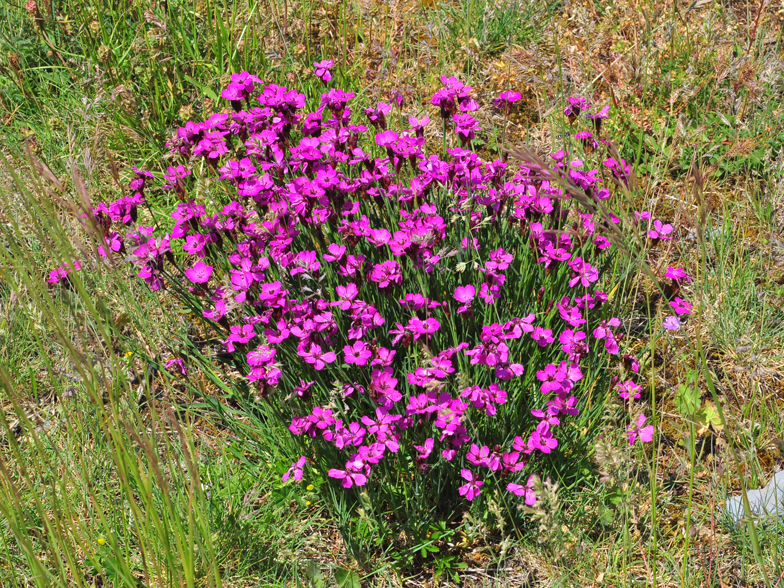 Dianthus carthusianorum