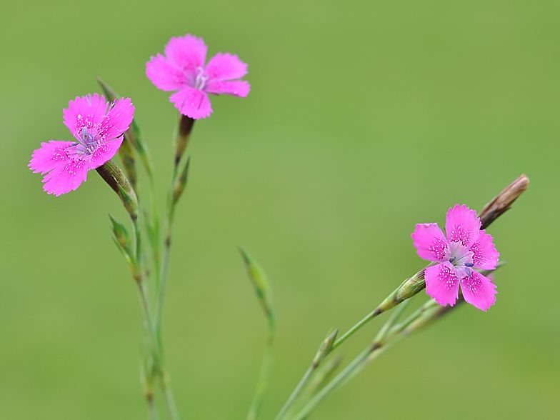 Dianthus deltoides