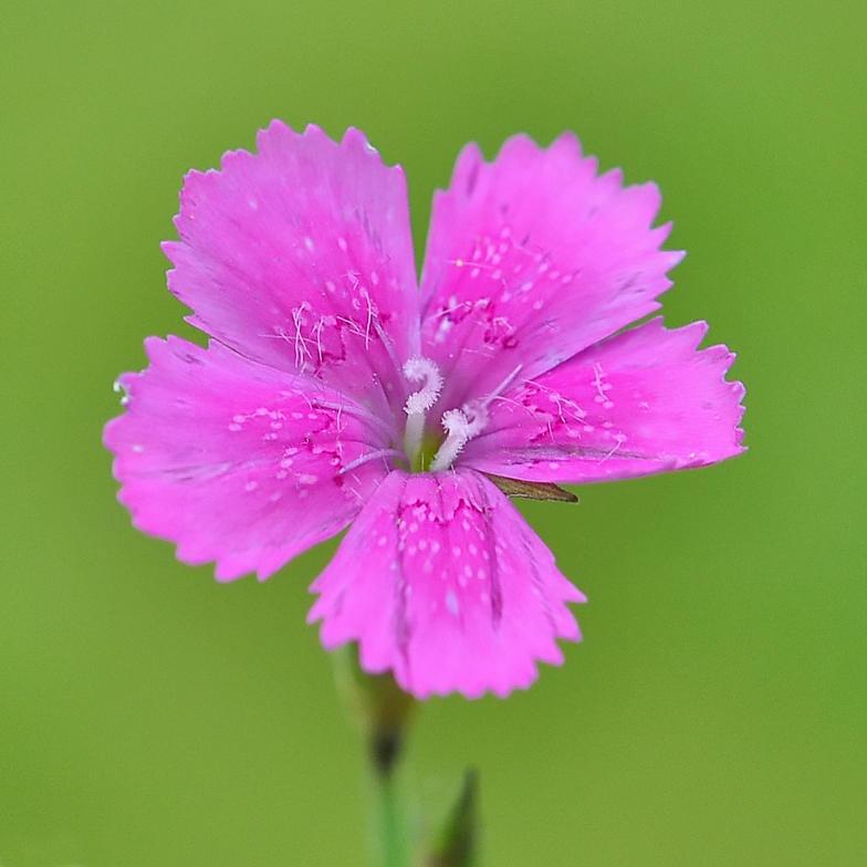 Dianthus deltoides