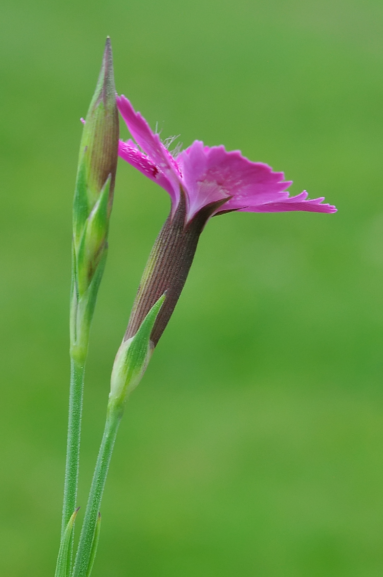 Dianthus deltoides