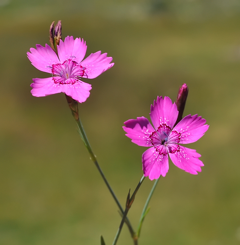 Dianthus deltoides