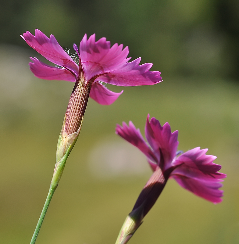 Dianthus deltoides