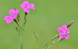 Dianthus deltoides