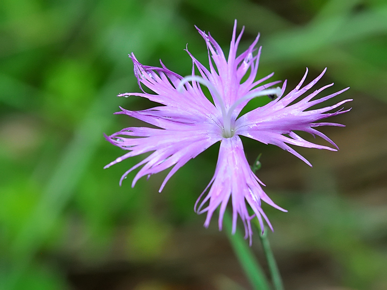 Dianthus hyssopifolia