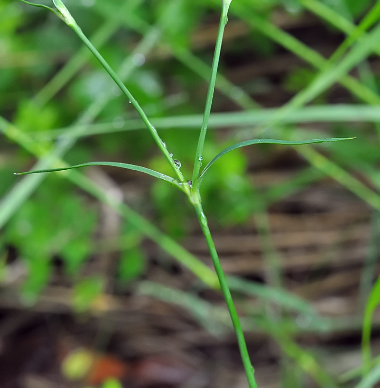 Dianthus hyssopifolius