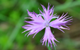 Dianthus hyssopifolius