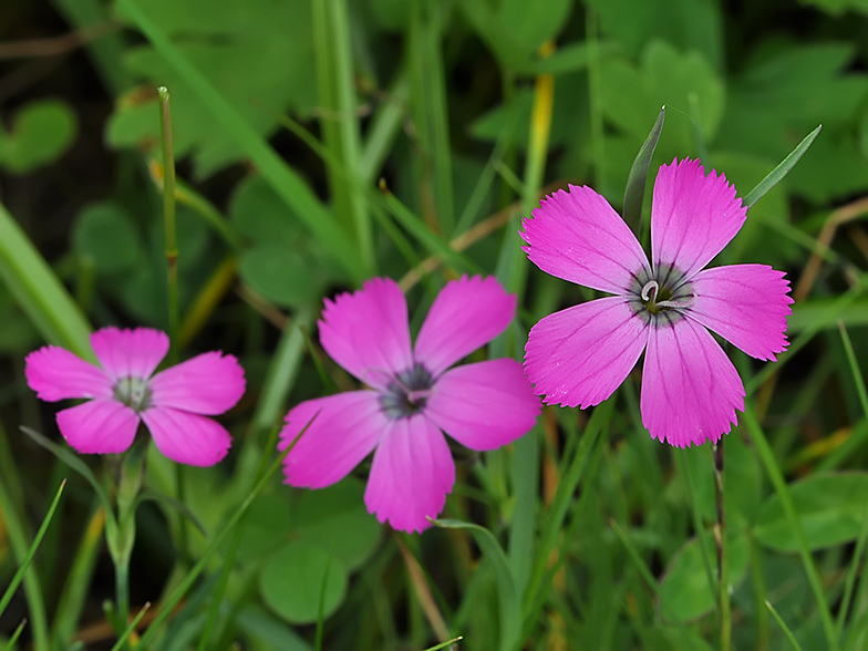 Dianthus_pavonius