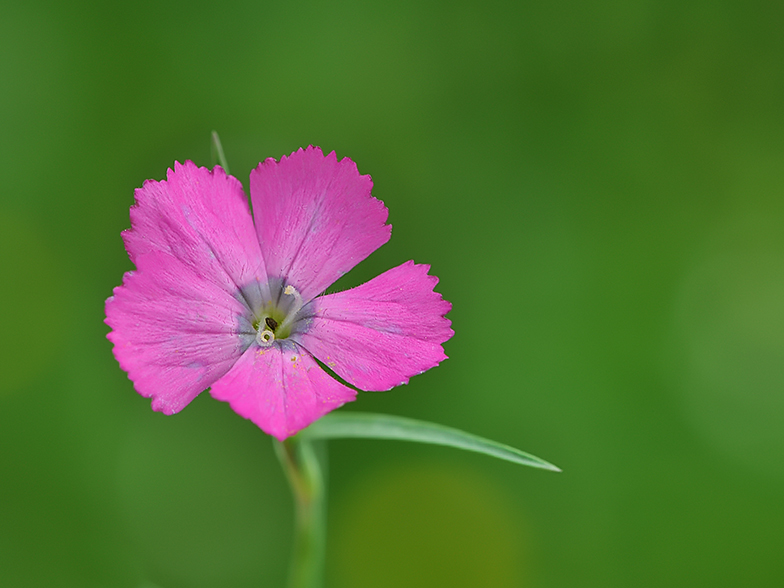 Dianthus_pavonius