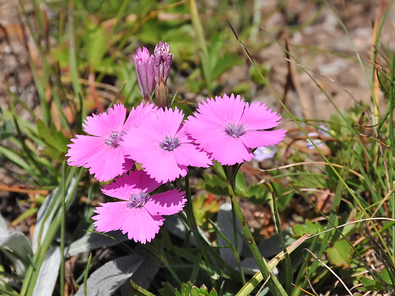 Dianthus pavonius