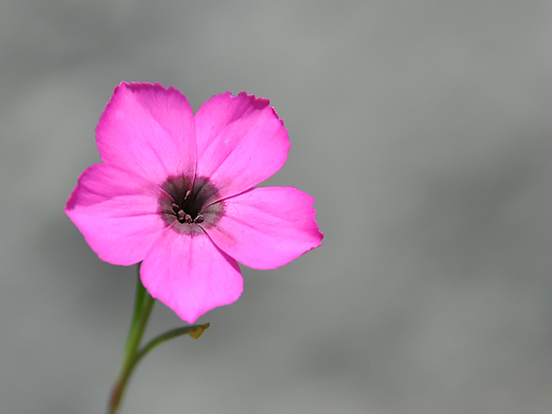 Dianthus pavonius