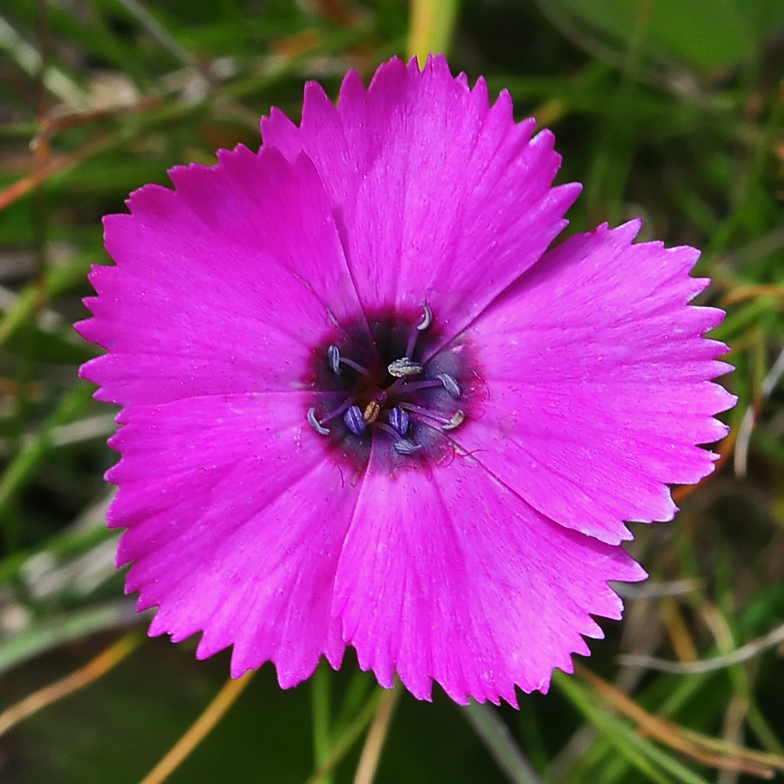 Dianthus_pavonius