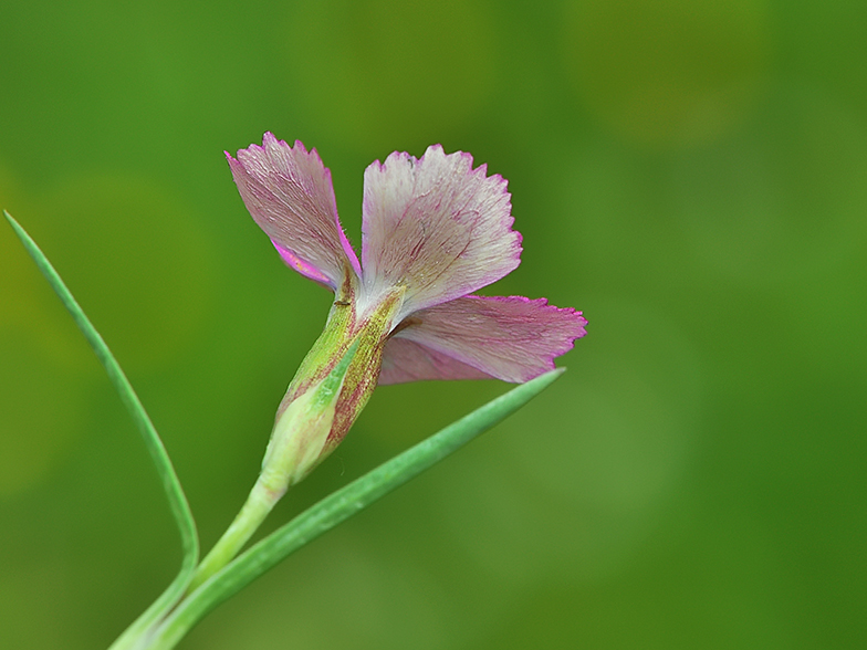 Dianthus_pavonius