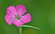 Dianthus_pavonius