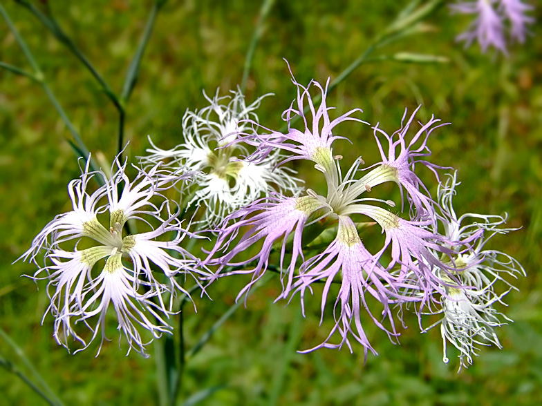 Dianthus superbus