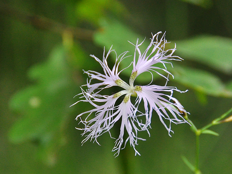 Dianthus superbus