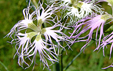 Dianthus superbus