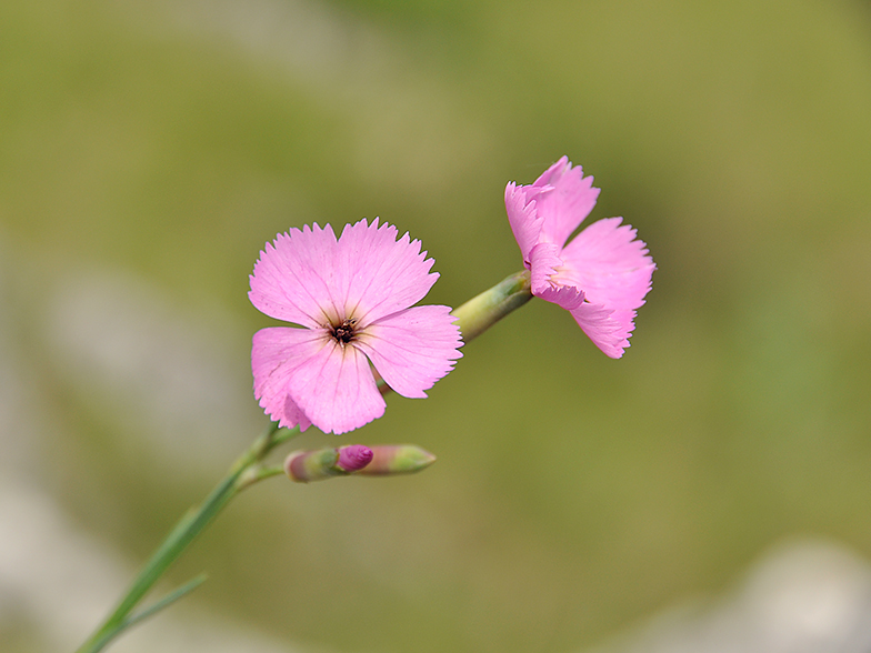 Dianthus sylvestris