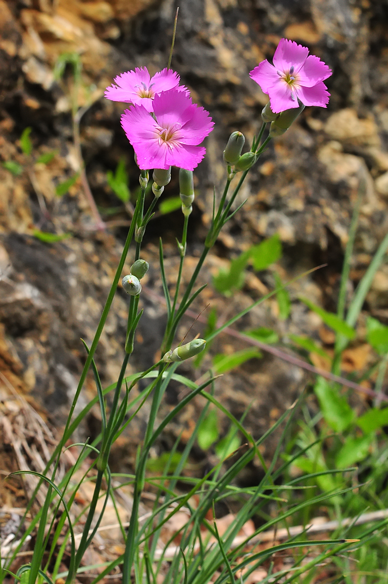 Dianthus sylvestris