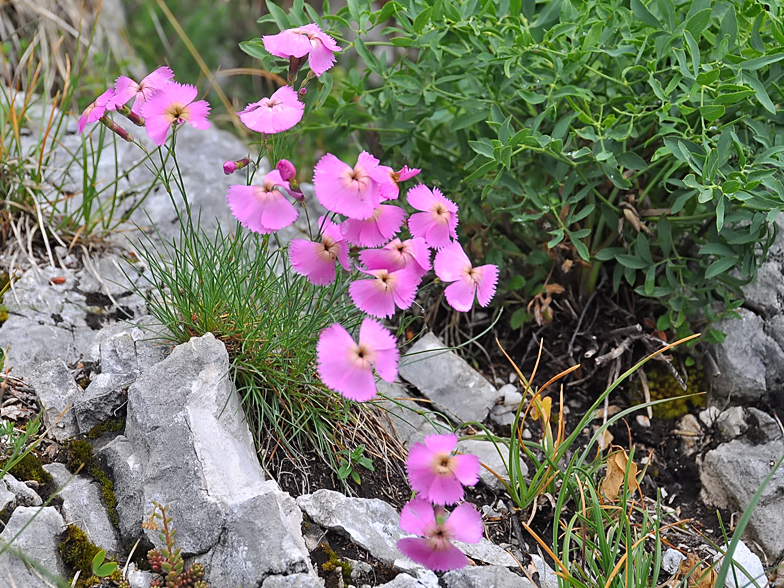 Dianthus sylvestris